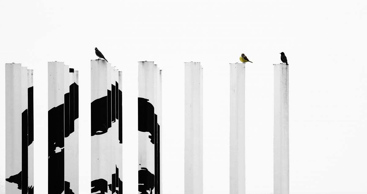 buenos aires blacka nd white painted posts with three birds perching argentina